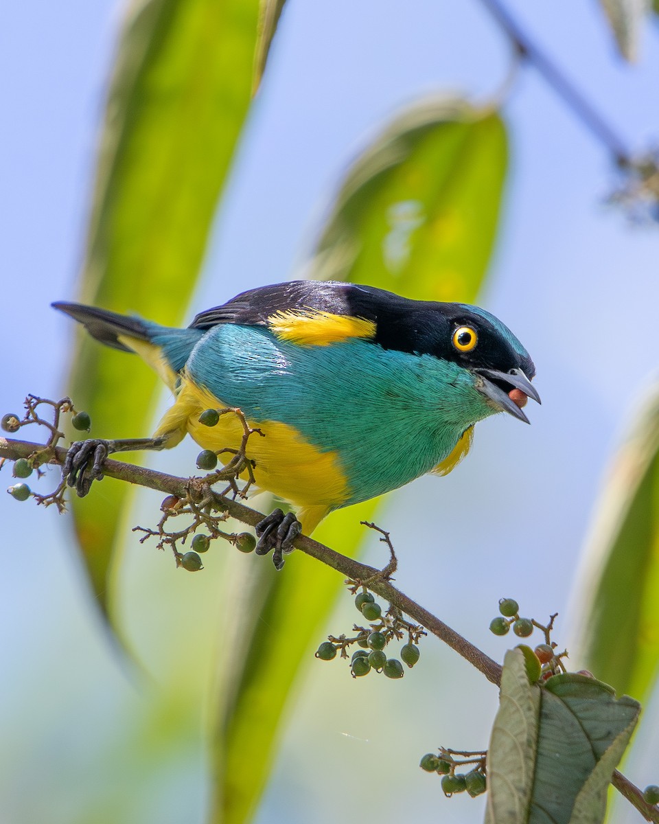 Yellow-tufted Dacnis - ML643913196