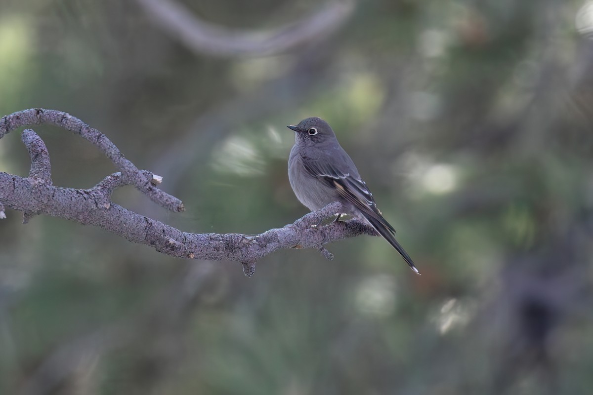 Townsend's Solitaire - ML643913213