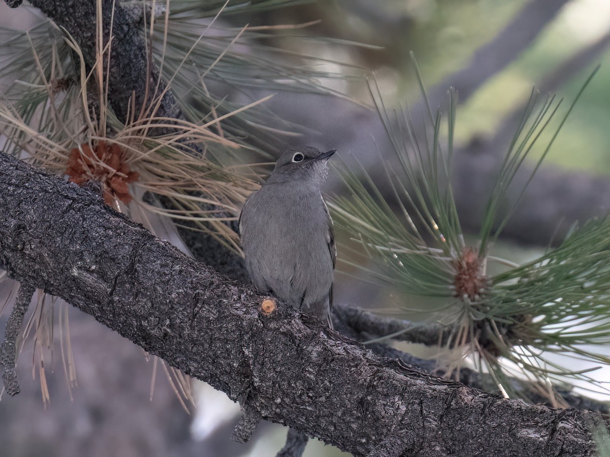 Townsend's Solitaire - ML643913214