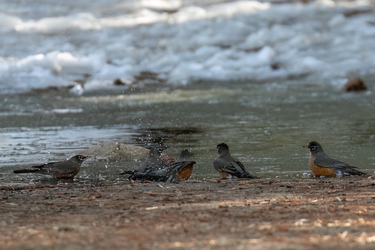 American Robin - ML643913240