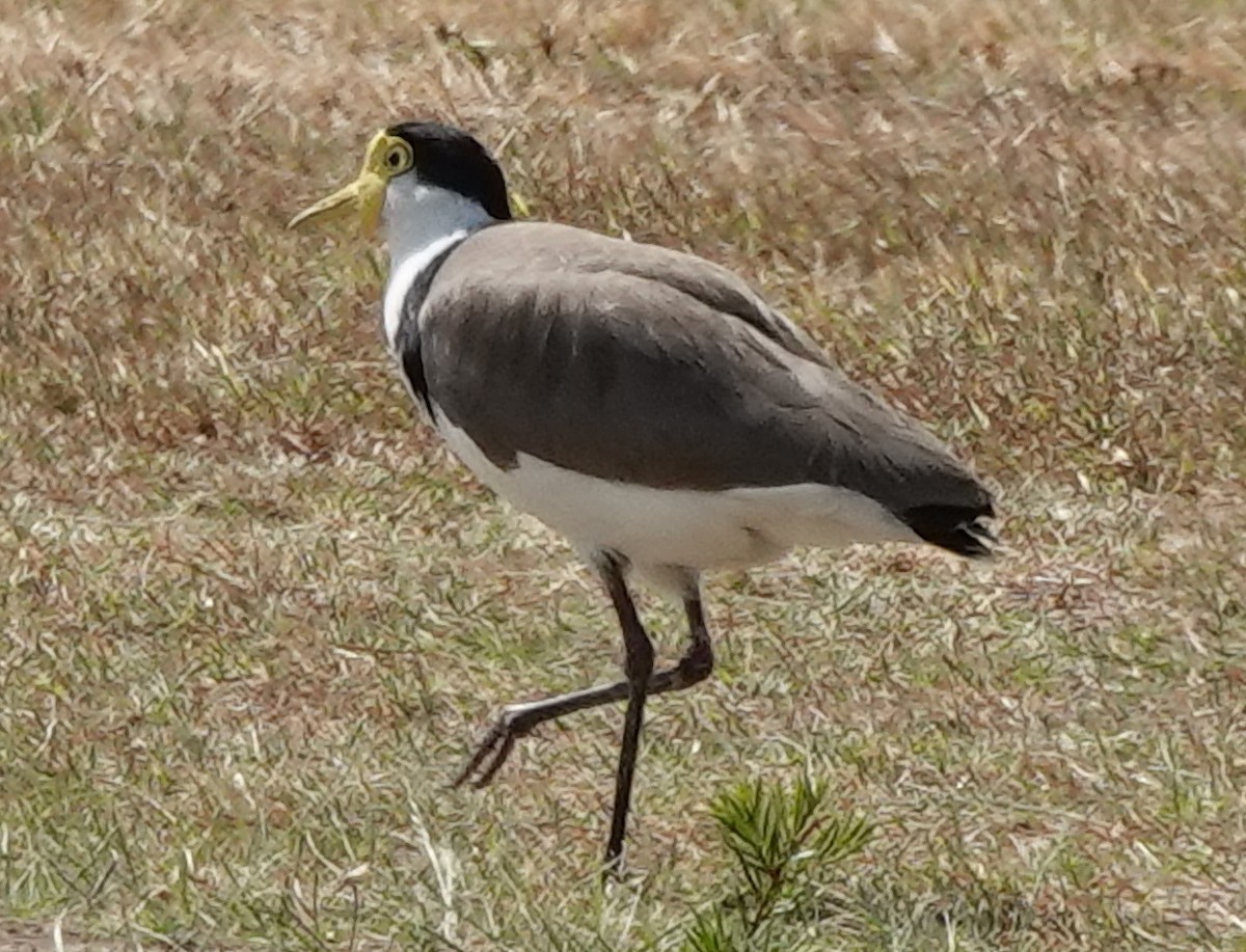 Hegabera maskaraduna - ML643913242