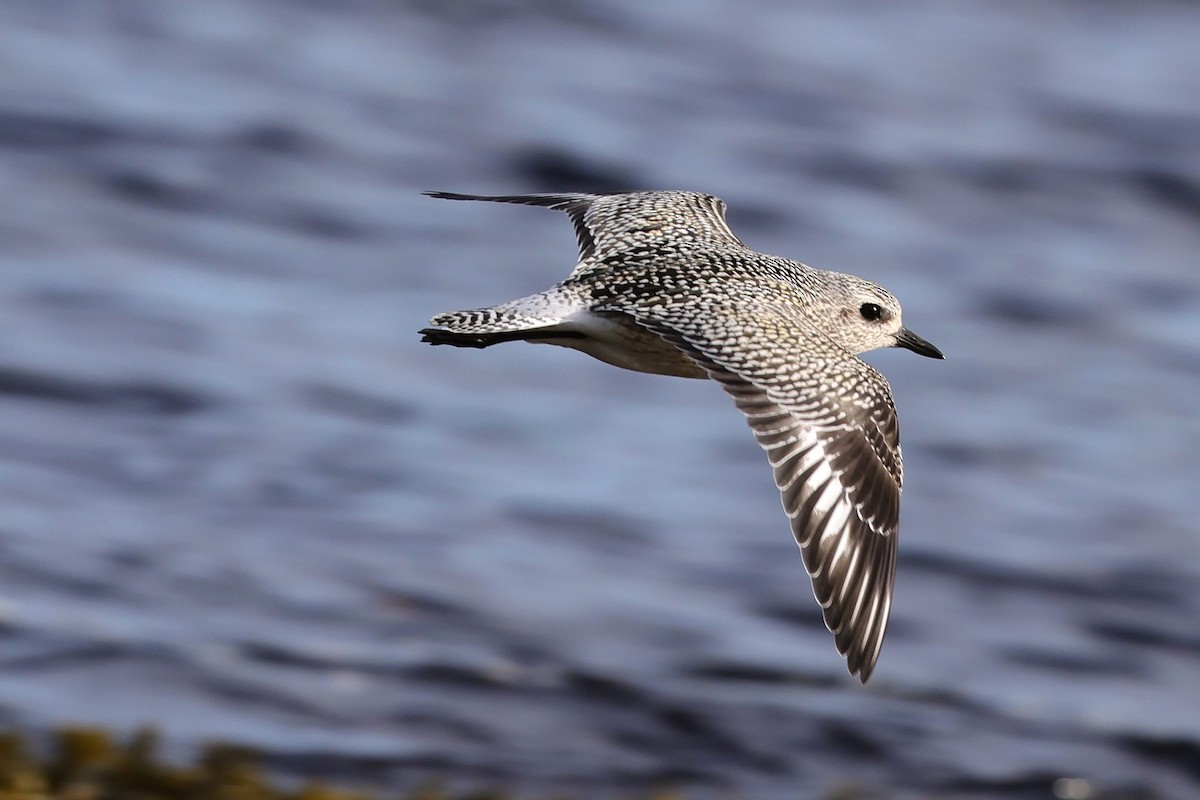Black-bellied Plover - ML643913245