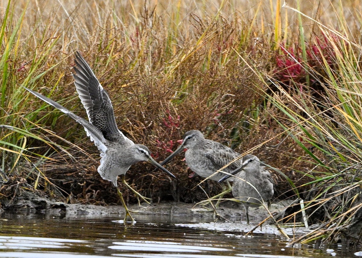 Long-billed Dowitcher - ML643913248