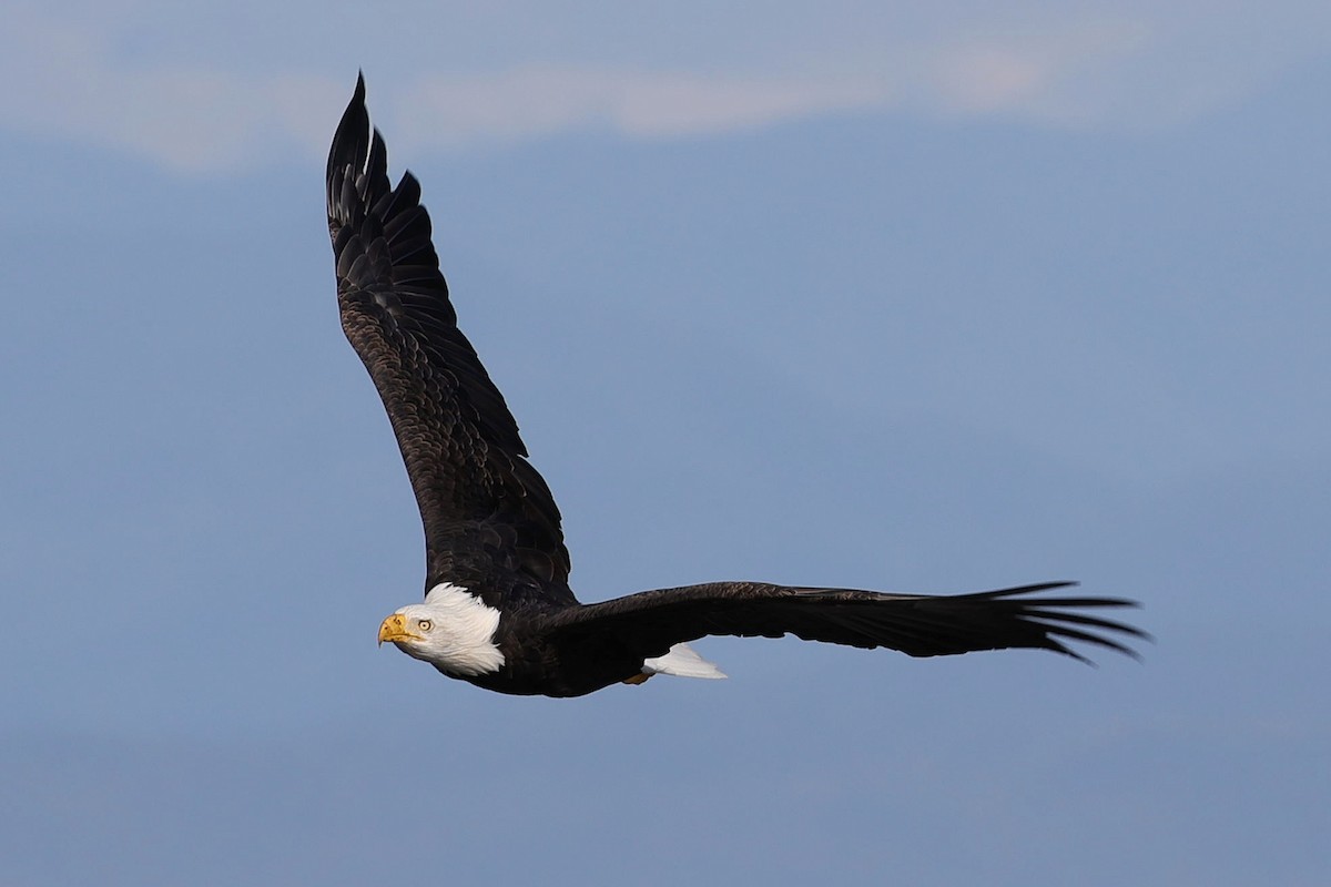 Bald Eagle - ML643913249