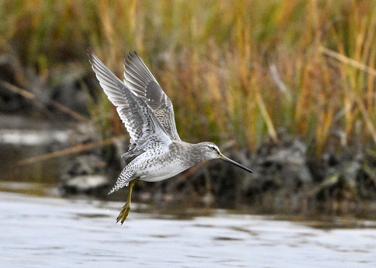 Long-billed Dowitcher - ML643913251
