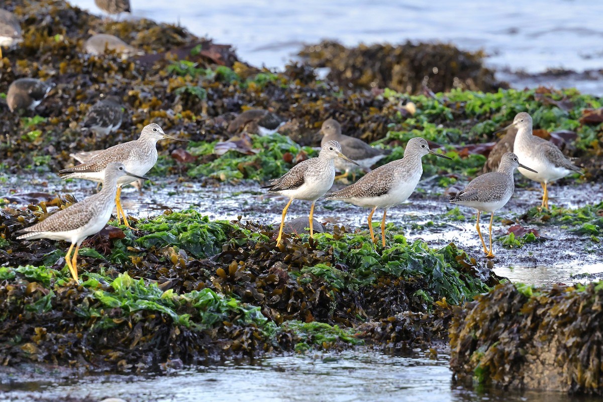 Greater Yellowlegs - ML643913266