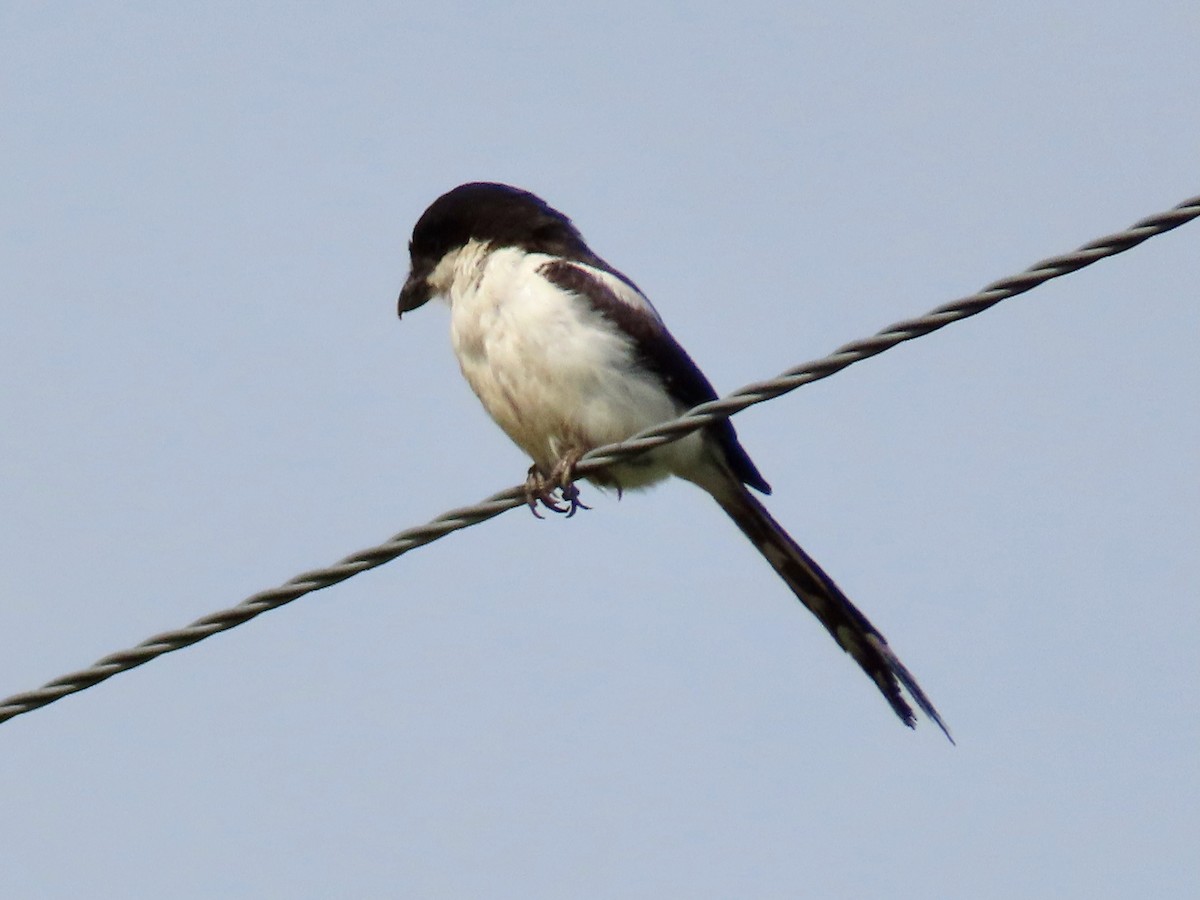 Northern Fiscal - ML643913277