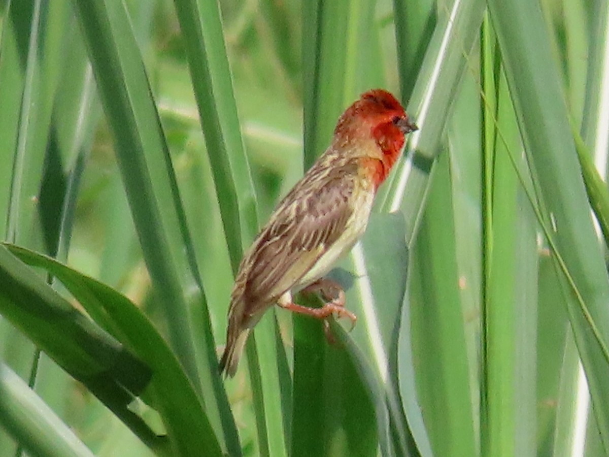 Travailleur cardinal - ML643913281