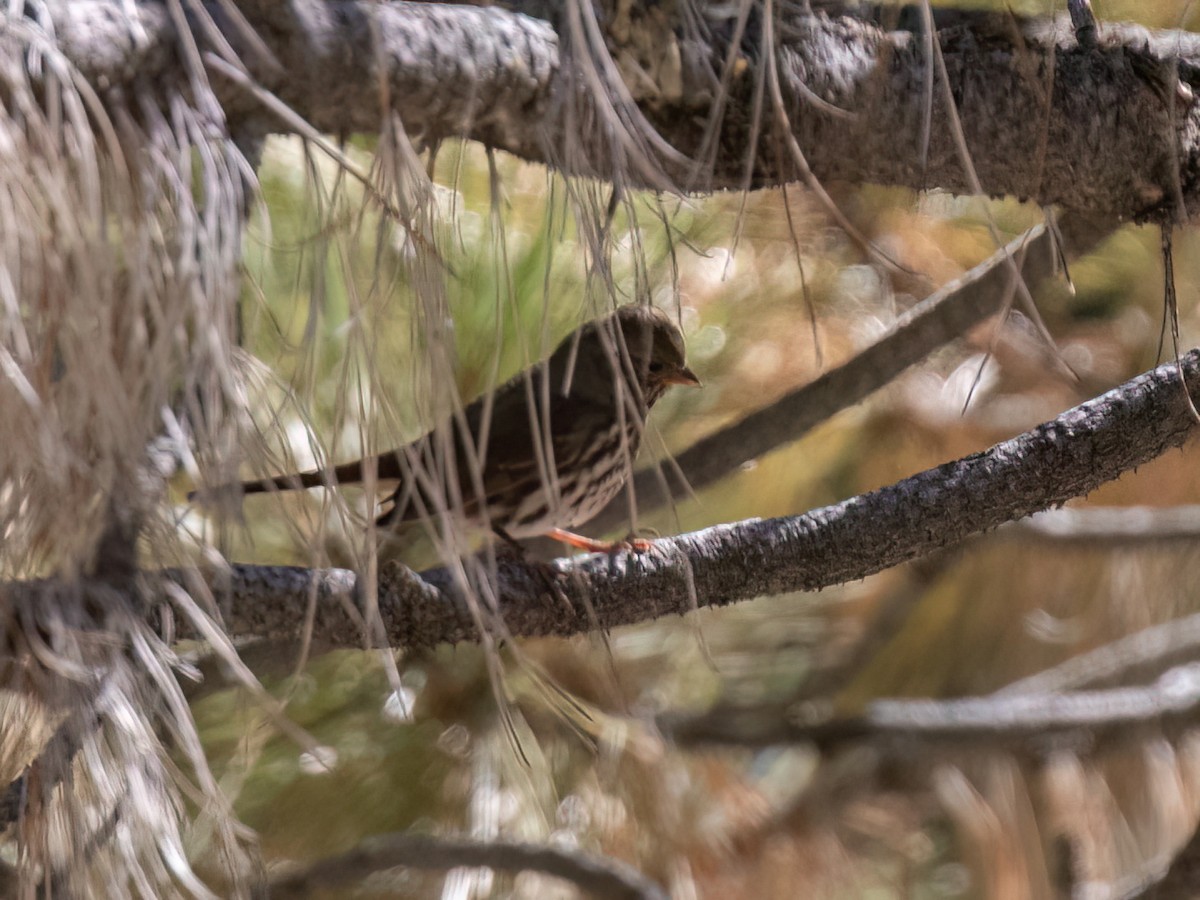 Fox Sparrow - ML643913294
