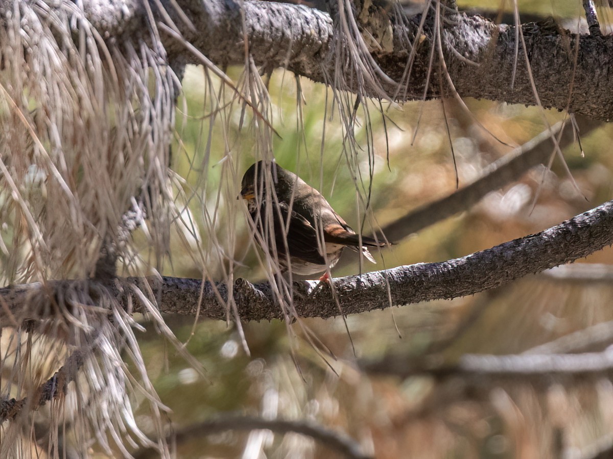 Fox Sparrow - ML643913295