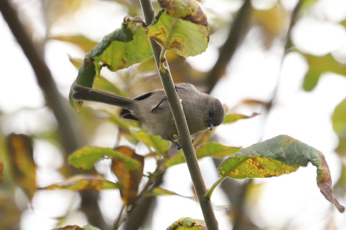 Bushtit - ML643913311