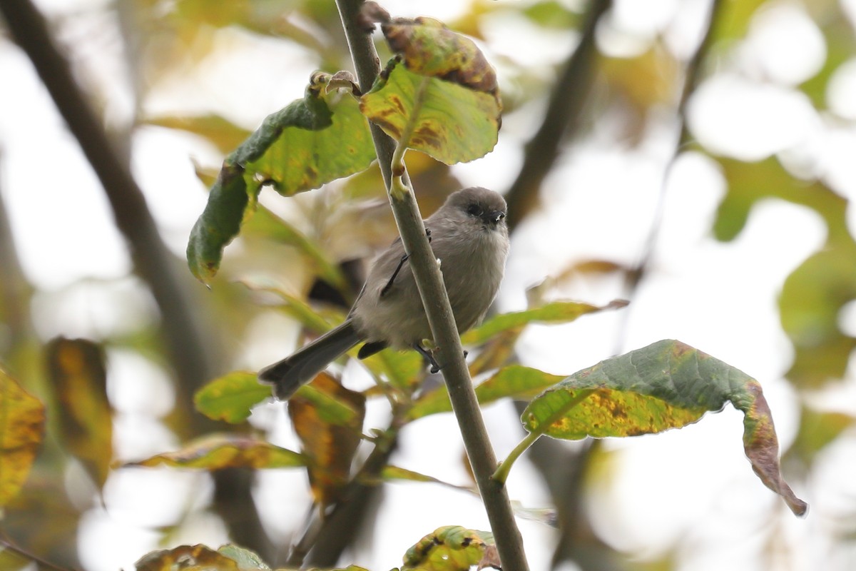 Bushtit - ML643913312