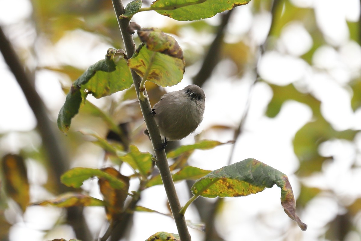 Bushtit - ML643913313