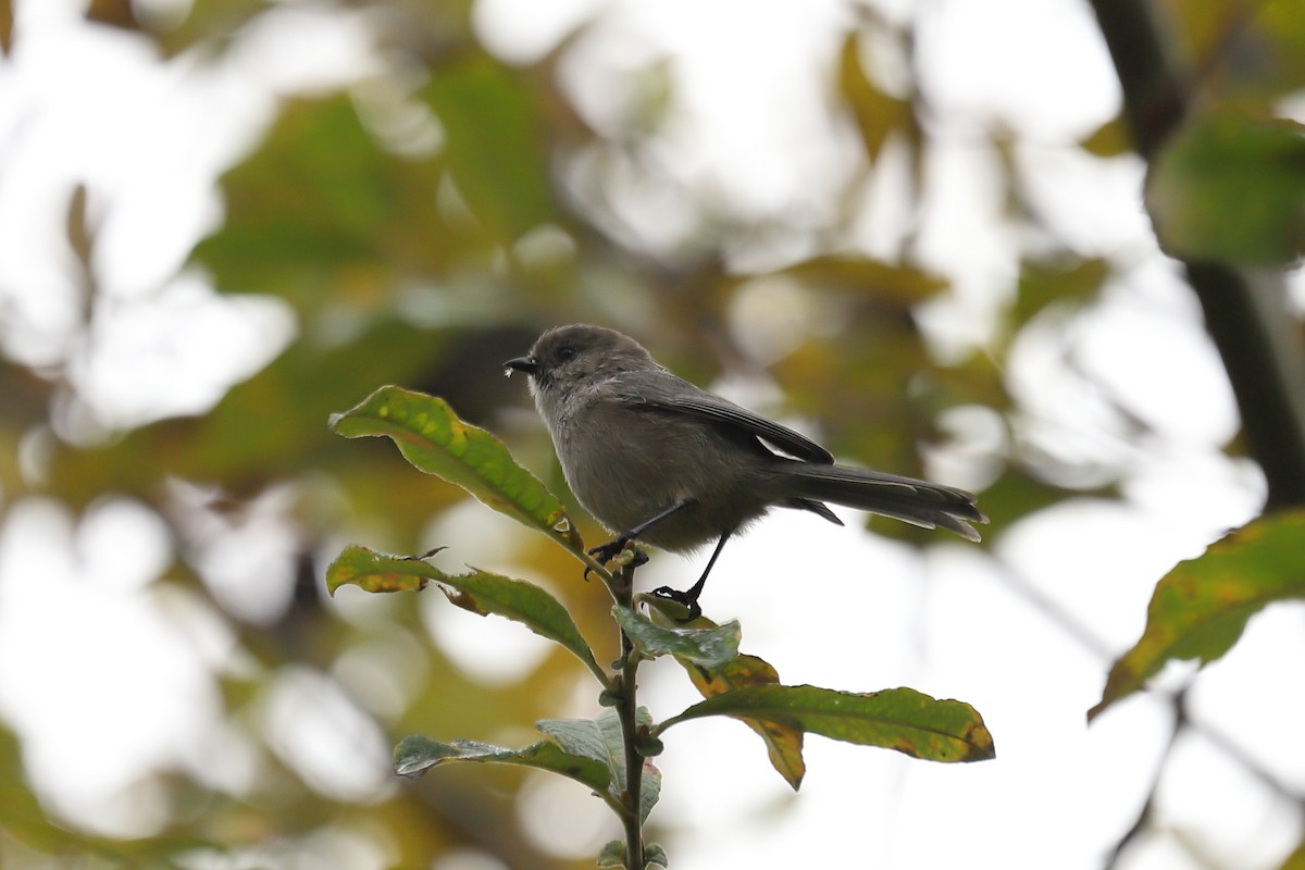 Bushtit - ML643913314