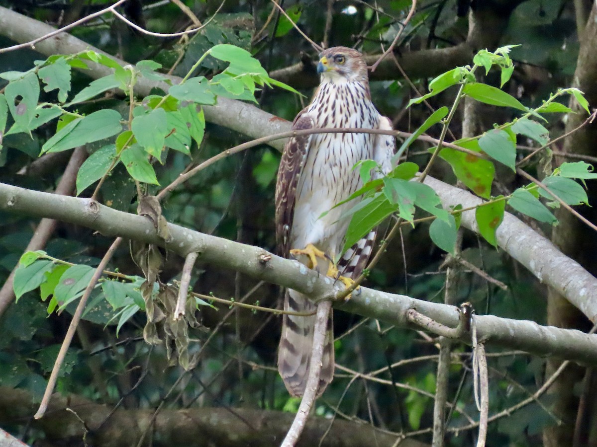 Black Goshawk - ML643913335