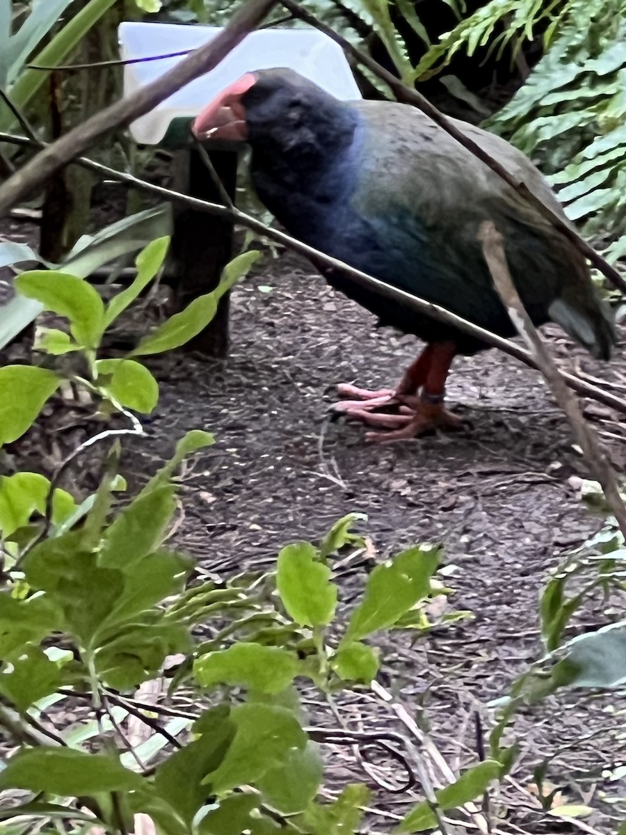 slípka novozélandská - ML643913343