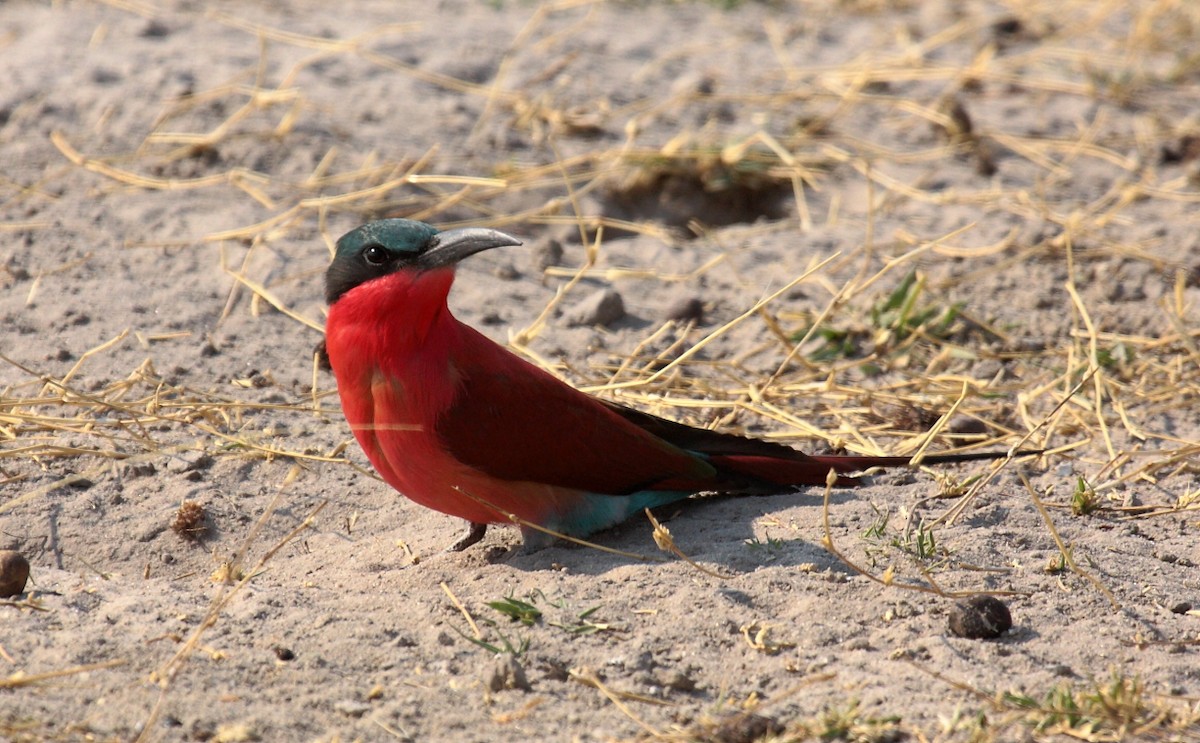 Southern Carmine Bee-eater - ML643913356