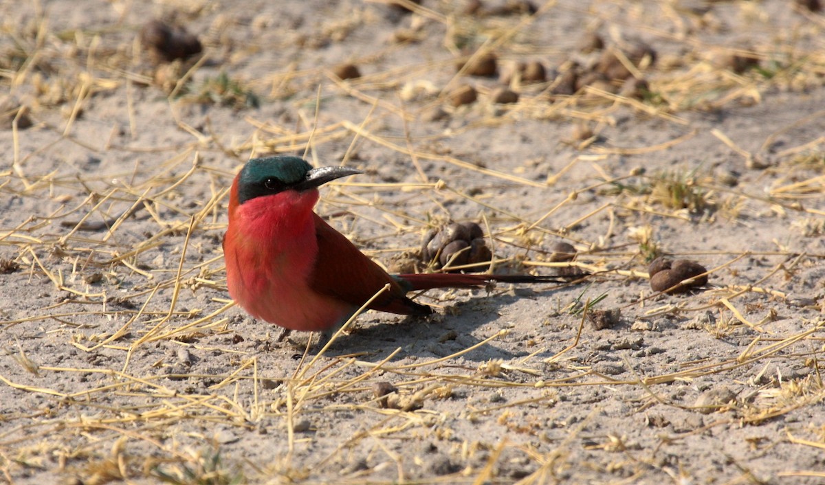 Southern Carmine Bee-eater - ML643913357