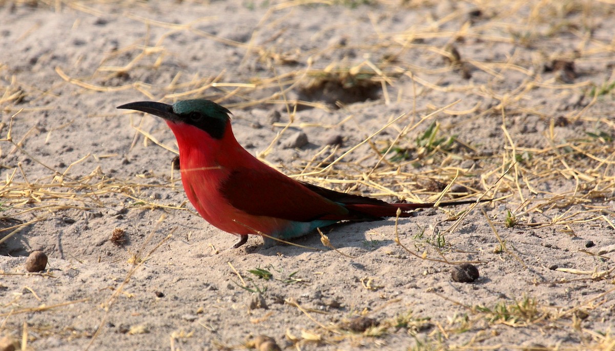 Southern Carmine Bee-eater - ML643913358
