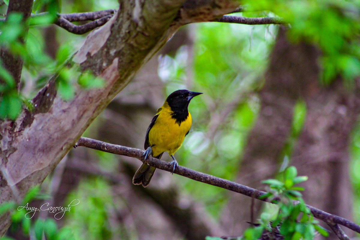 Audubon's Oriole - ML643913368