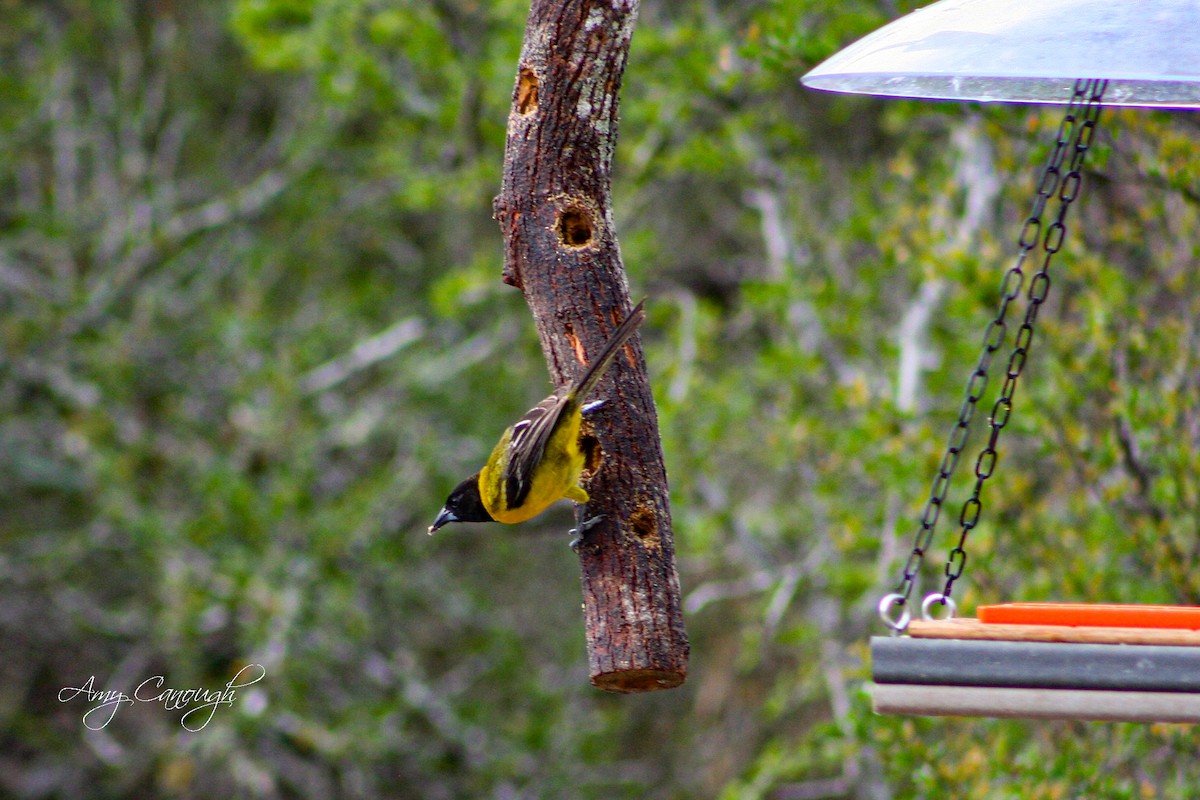 Audubon's Oriole - ML643913382