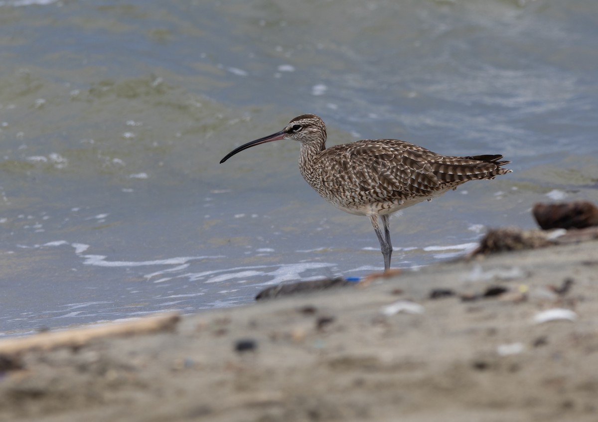 Hudsonian Whimbrel - ML643913383