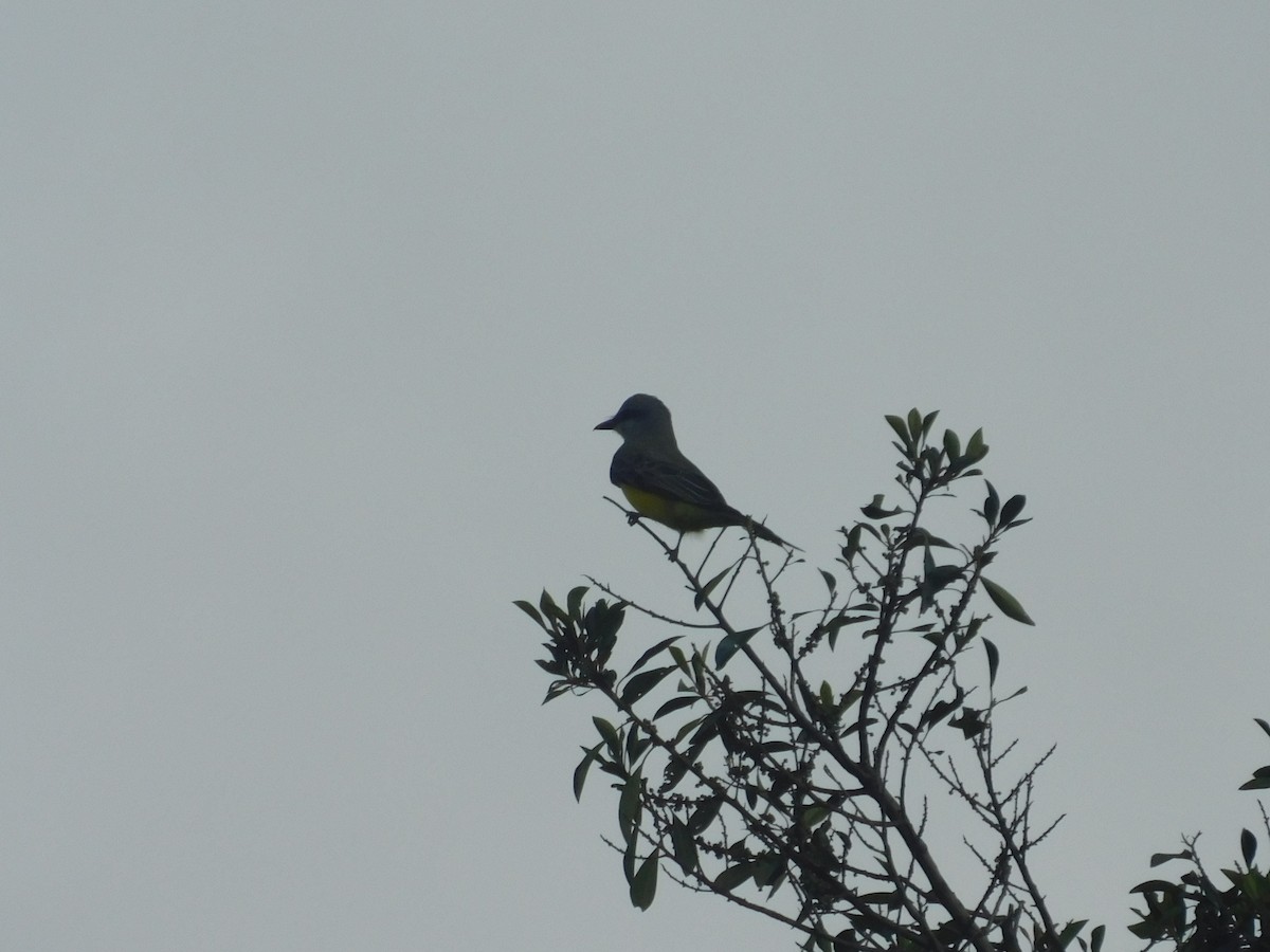 Tropical Kingbird - ML643913412