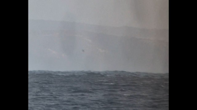 Great-winged Petrel - ML643913413