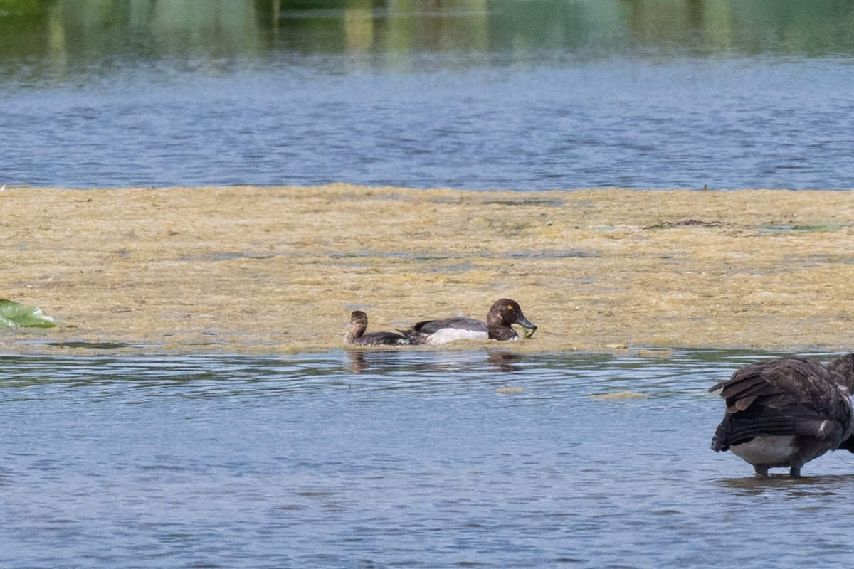 Greater/Lesser Scaup - ML643913428