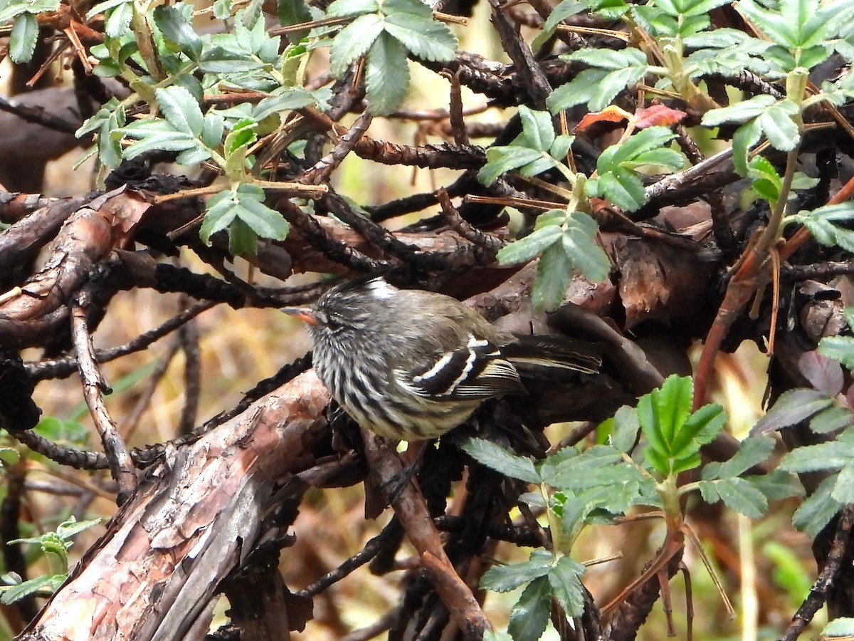 Yellow-billed Tit-Tyrant - ML643913432