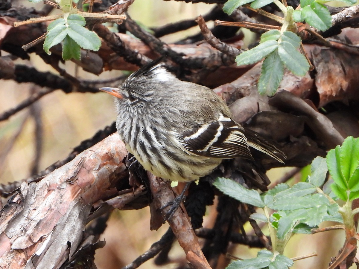 Yellow-billed Tit-Tyrant - ML643913433
