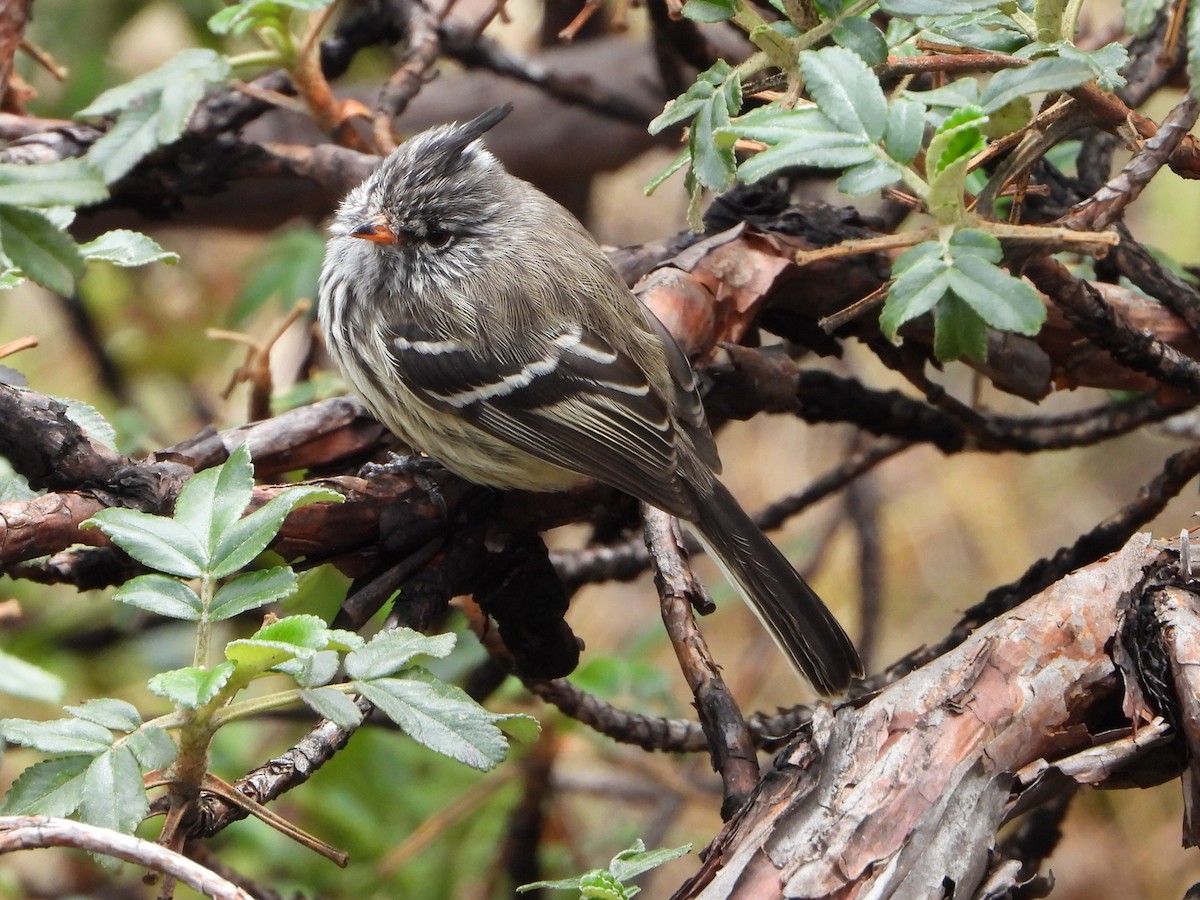 Yellow-billed Tit-Tyrant - ML643913434