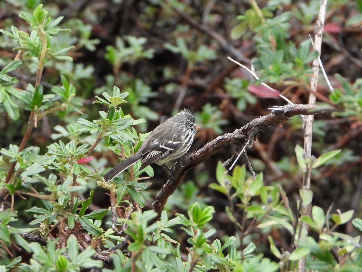 Yellow-billed Tit-Tyrant - ML643913435