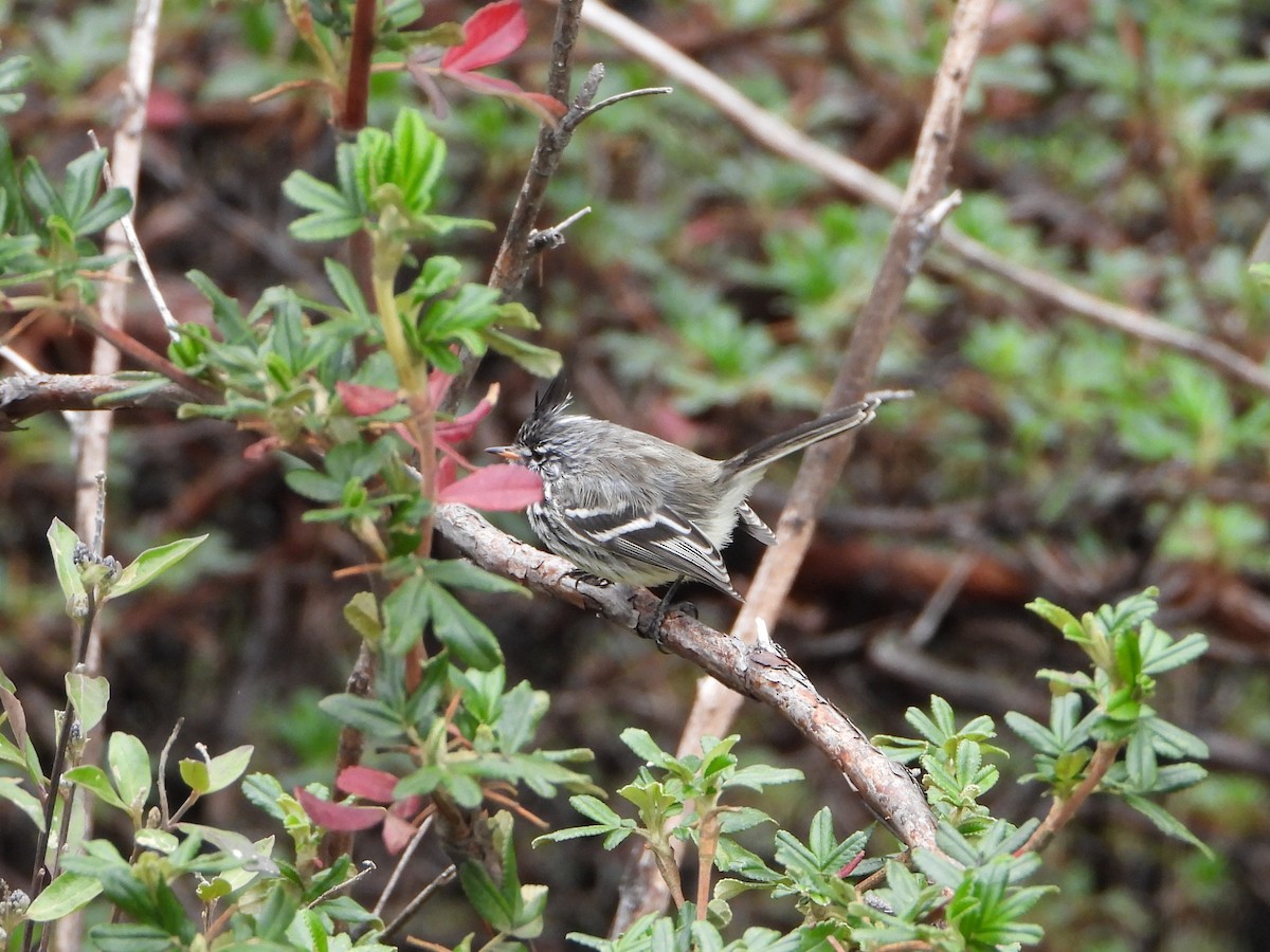 Yellow-billed Tit-Tyrant - ML643913436