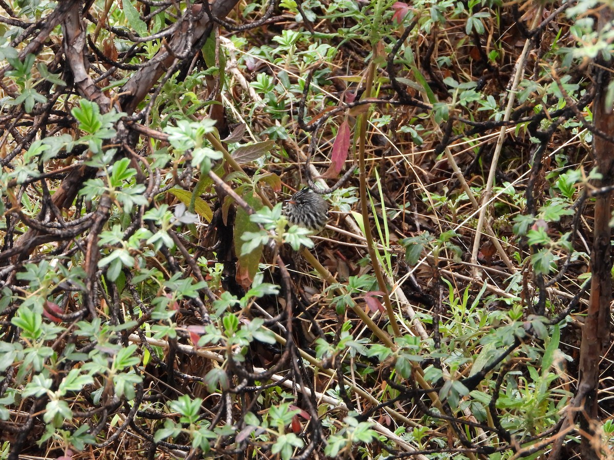 Yellow-billed Tit-Tyrant - ML643913437