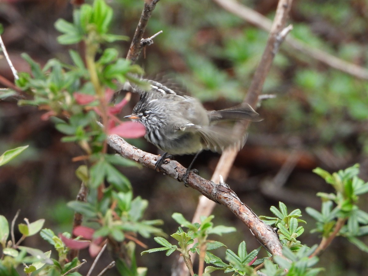 Yellow-billed Tit-Tyrant - ML643913438