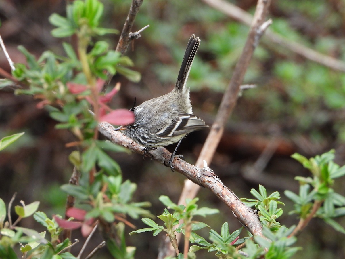 Yellow-billed Tit-Tyrant - ML643913439