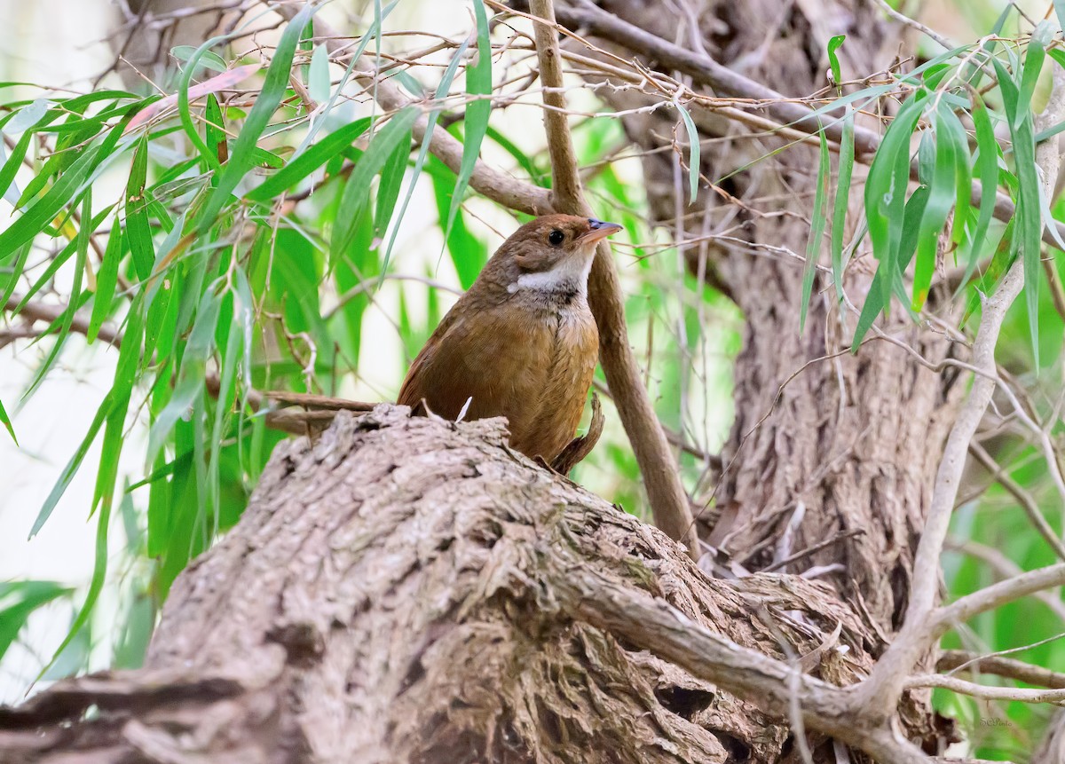 Noisy Scrub-bird - ML643913450