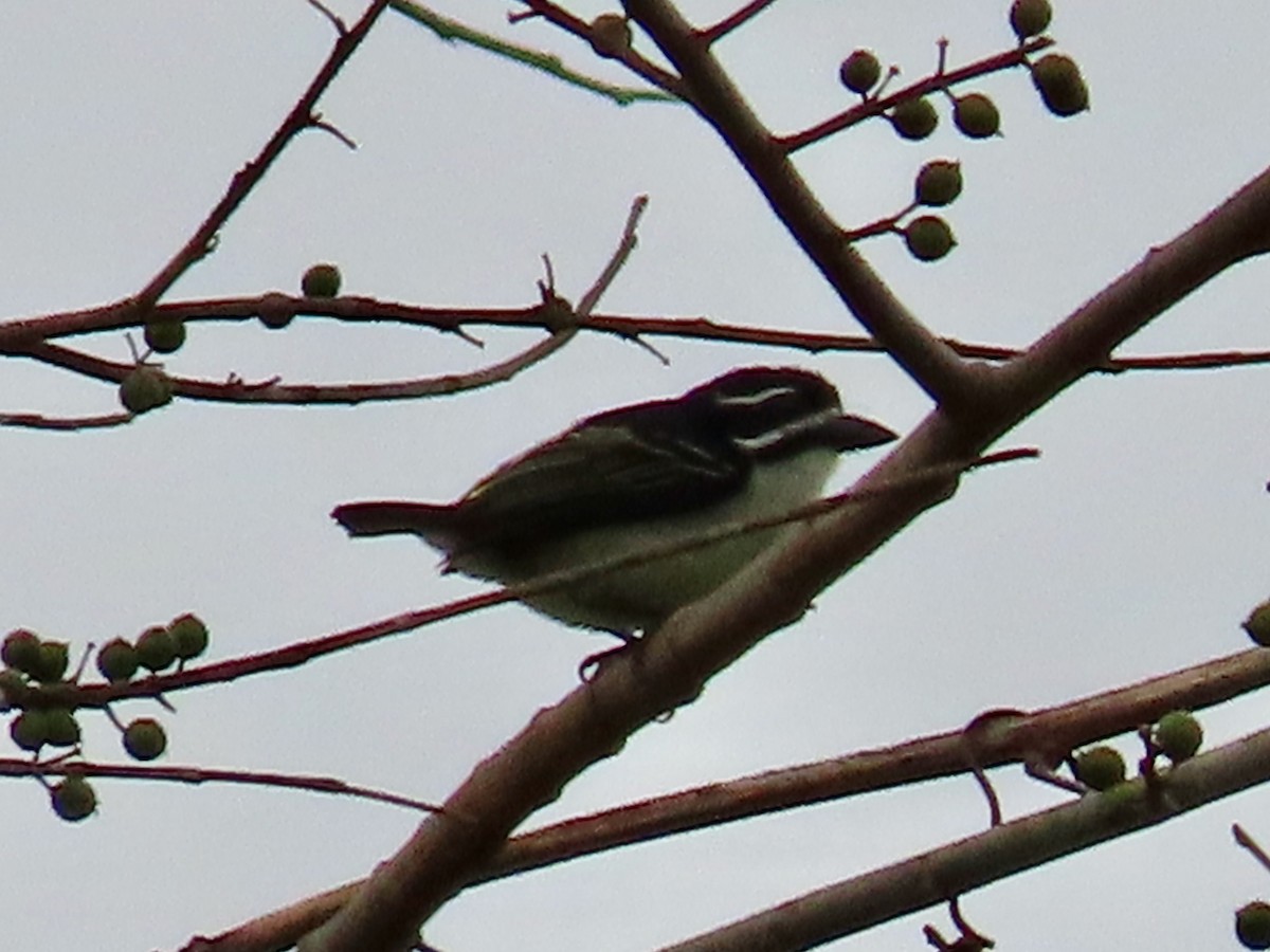 vousáček drobný - ML643913462