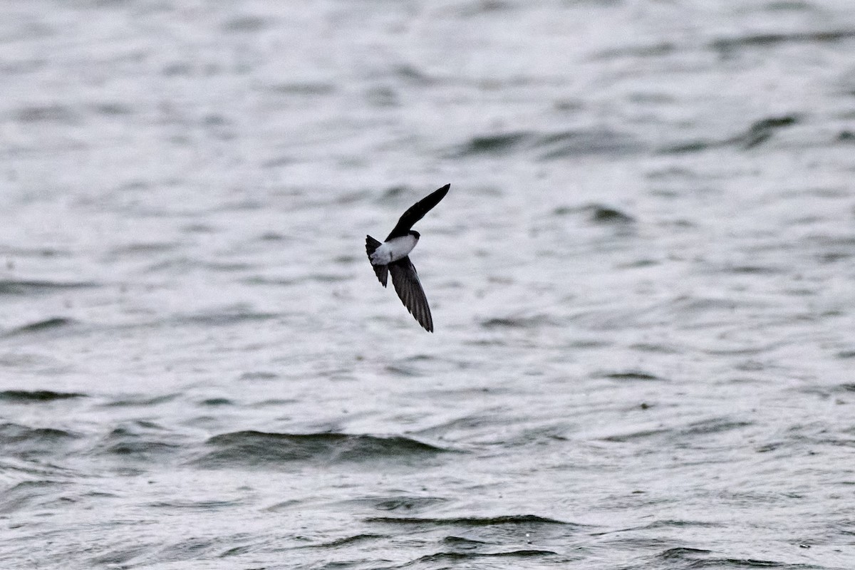 Tree Swallow - ML643913470