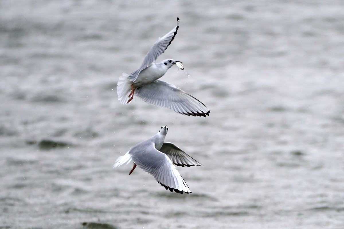 Bonaparte's Gull - ML643913472