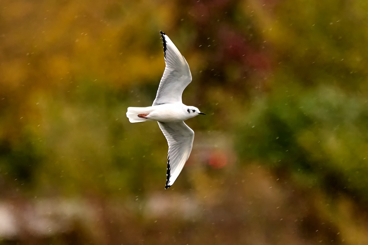 Bonaparte's Gull - ML643913475