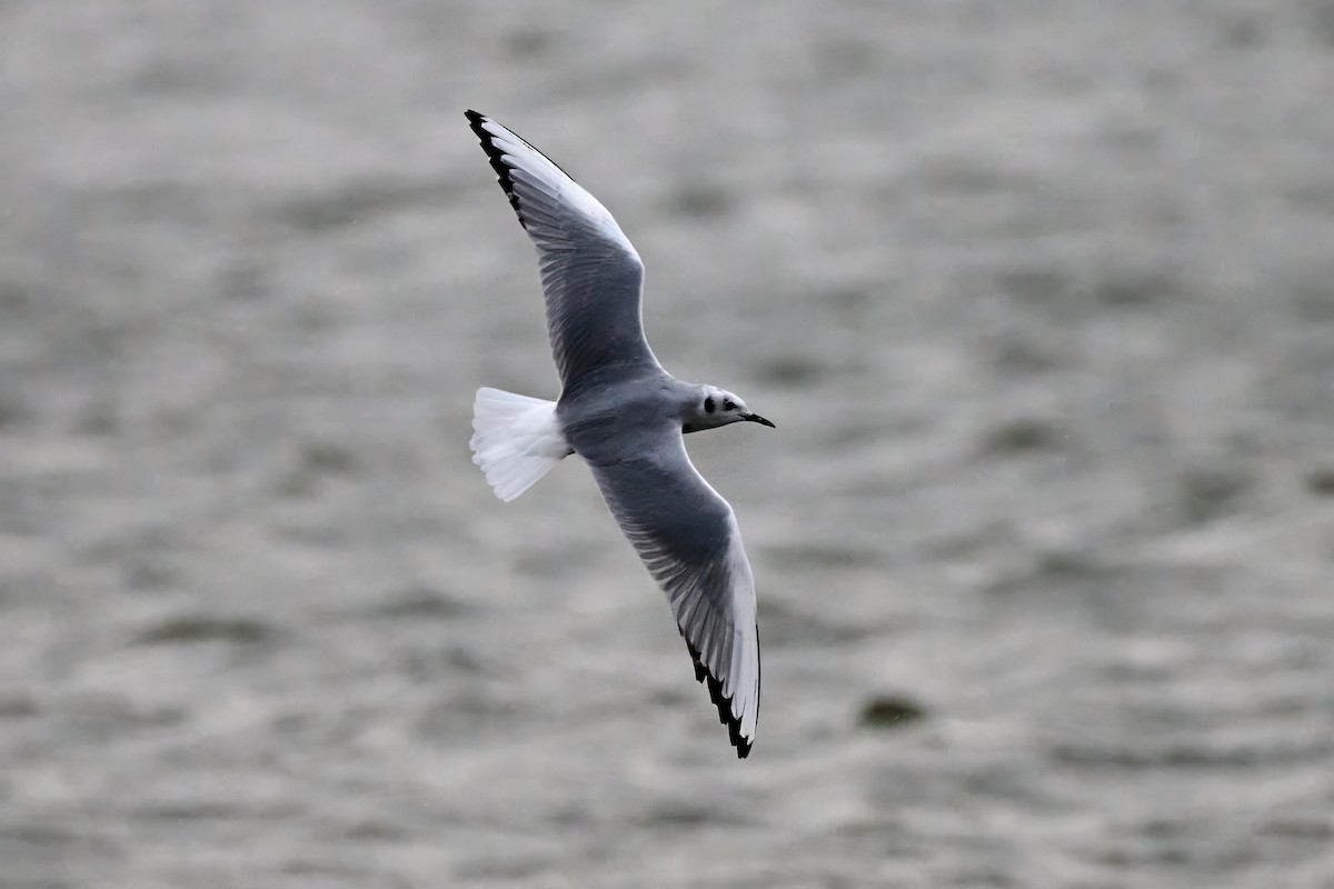 Bonaparte's Gull - ML643913476