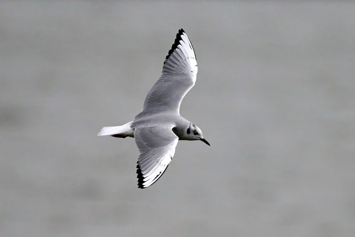 Bonaparte's Gull - ML643913477