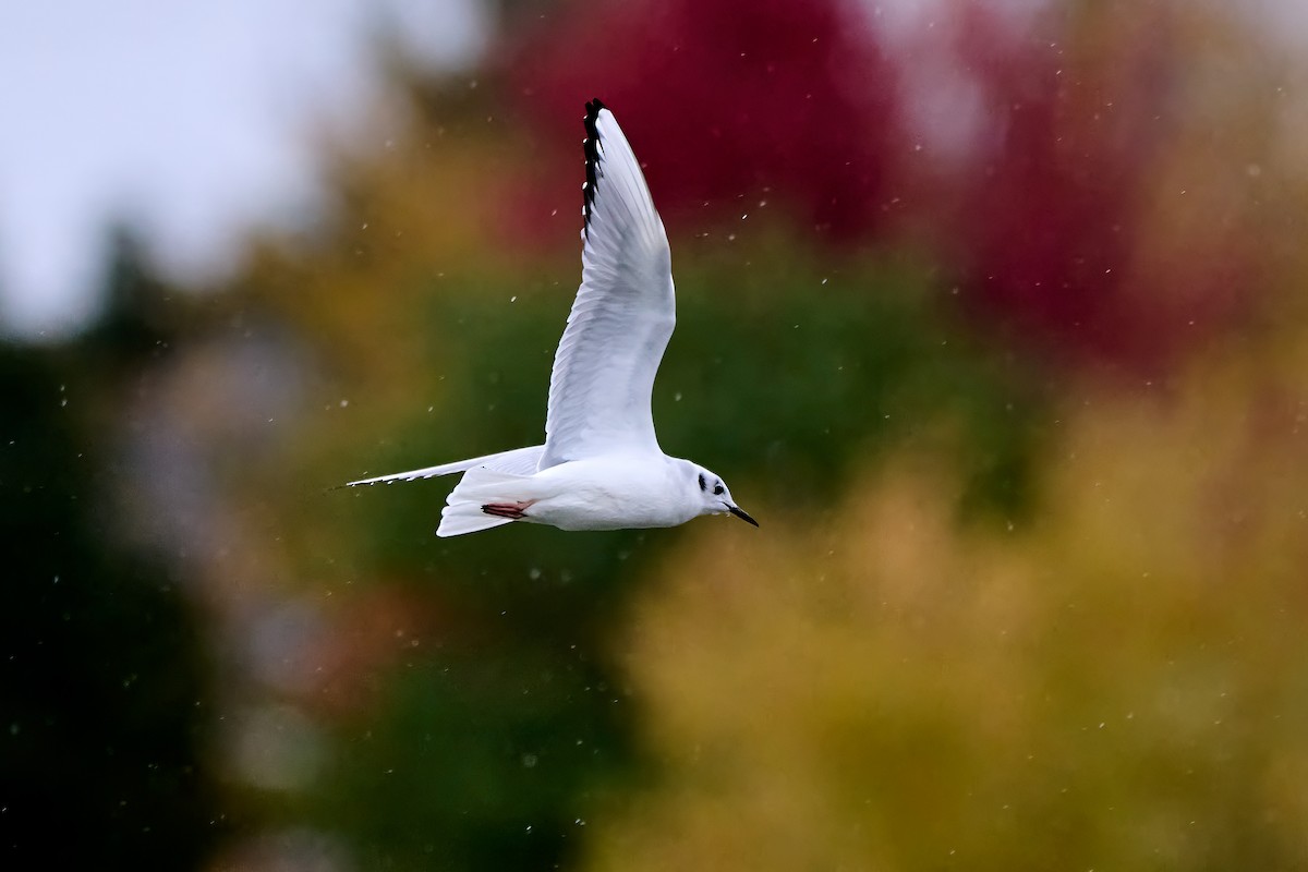 Bonaparte's Gull - ML643913482