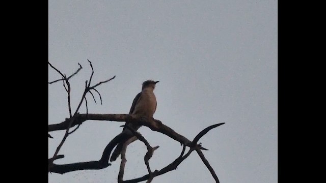 Pallid Cuckoo - ML643913484
