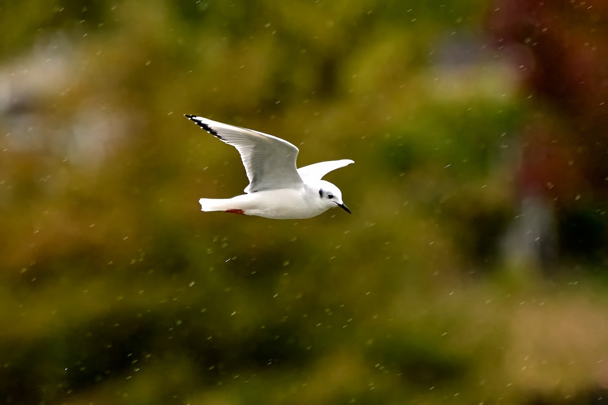 Bonaparte's Gull - ML643913486