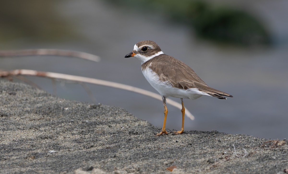 Semipalmated Plover - ML643913489