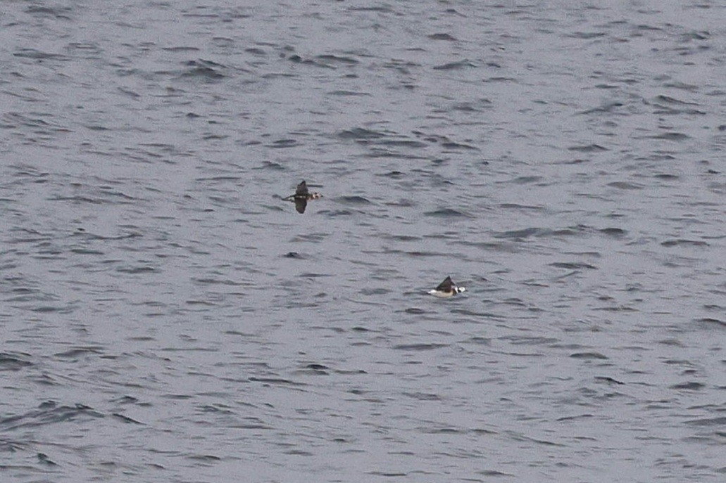 Long-tailed Duck - ML643913496