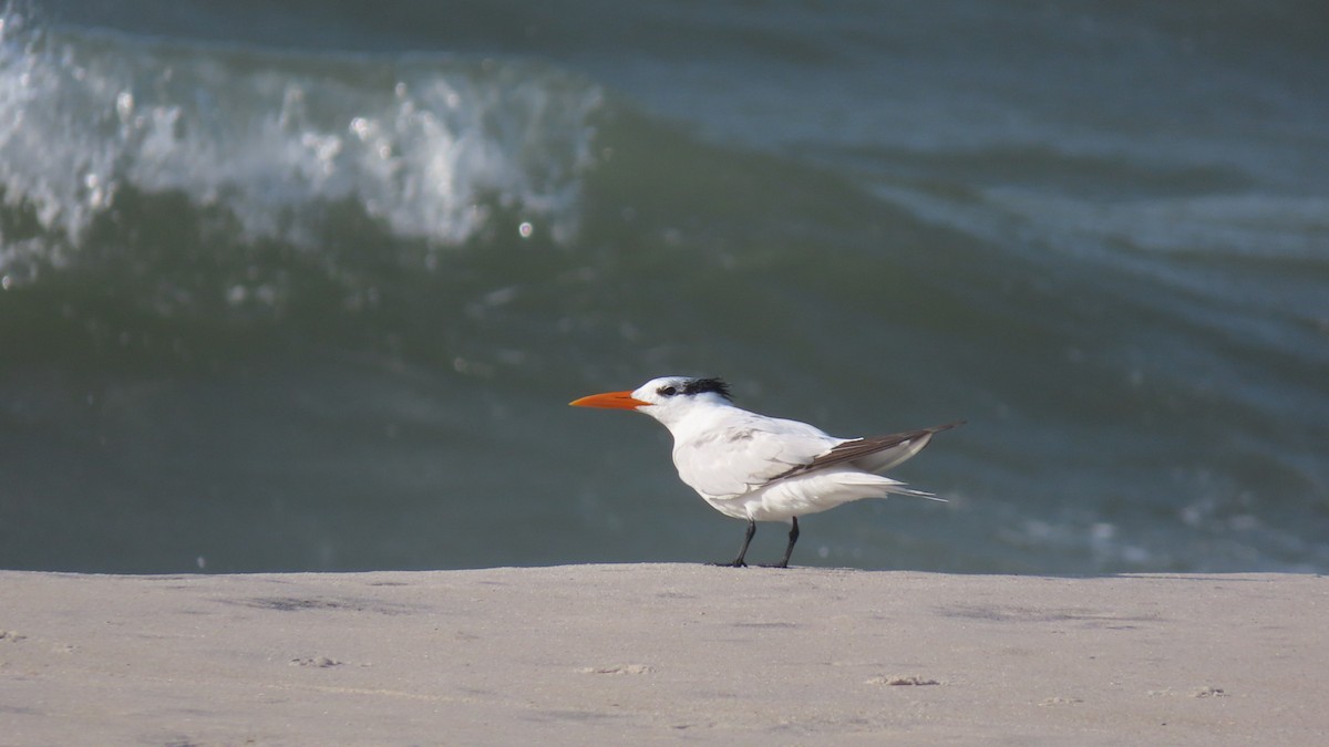 Royal Tern - ML643913504
